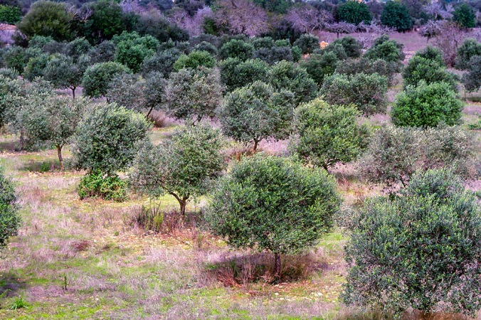 olive trees Son Alegre Santanyí Mallorca 3