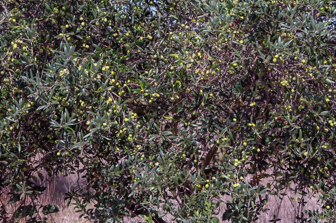 olive trees Son Alegre Santanyí Mallorca 4
