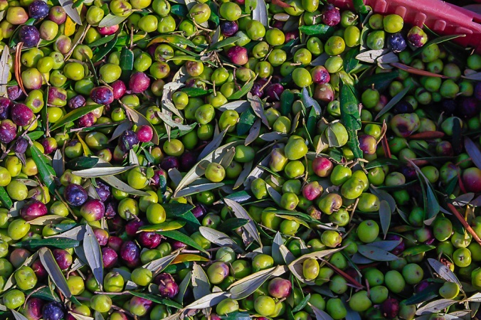 olives Son Alegre Santanyí Mallorca_