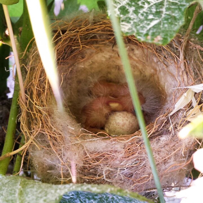 birds-nest 2
