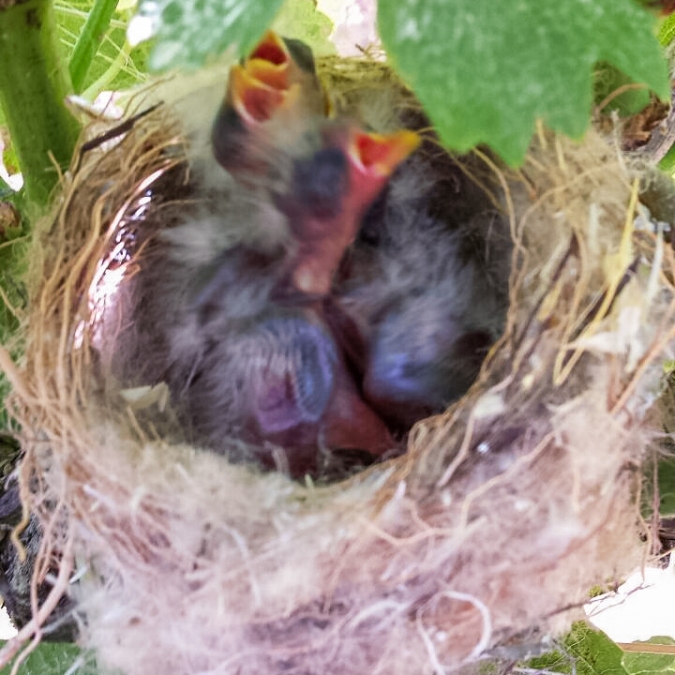 birds-nest 5