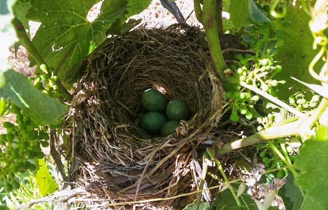 birds-nest 14