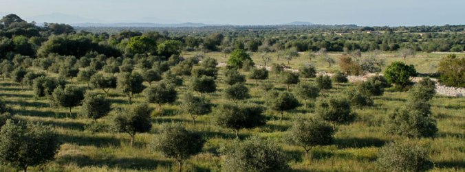 800x298_olive-trees