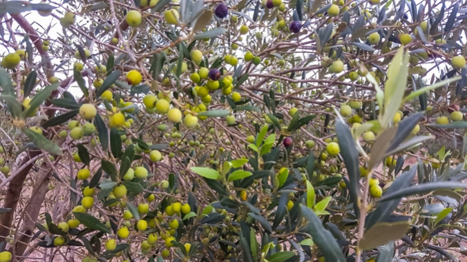 son-alegre-olives-3